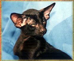 bild på en katten Ikaros